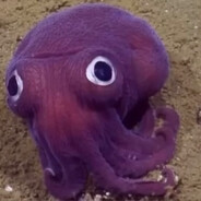 Crusade8