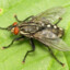 Housefly