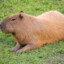 Mod Capybara