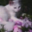 LittleLilac
