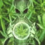 Alien Marihuana