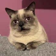 Котик Бурмалдатик