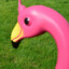 Sneaky Flamingo