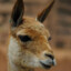 VICUÑA