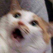 台灣大哥大請做事= =