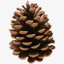 Angry Pinecone