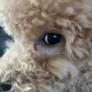 打老头环不被老头玩