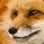 devilfox666