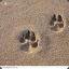 Sand Dog
