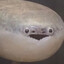 반려묘