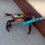 krab