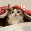 ~晖晖领养的小母猪~: 3