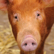 Michałowski knur rudzielec