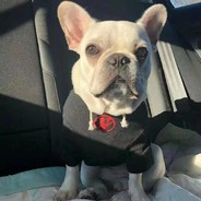 是野马也是尘埃