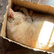 Gato en Caja