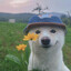 Dog with flower