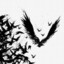 Raven