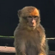 [made in ****]✖ssskorozakat - steam id 76561198798775661