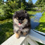 HappyCanine