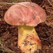 接着奏乐接着舞