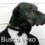 Cachorro BUSCO SEXO ™