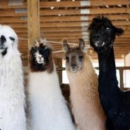 郭敬明河道永久隐身