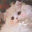 miaopasi1125