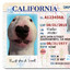 Drivers License