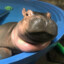 BABY HIPPO