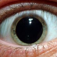 {Gara}_ Creator_bacon_man_