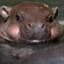hippopopoutsa