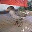 DuckSlippers