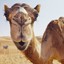 Camel_0007