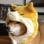 shiba