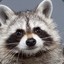 resilient raccoon