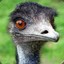 Emu Lockwood