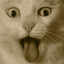That Damn Cat