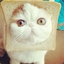 葡萄藤上的猫