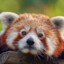RED PANDA