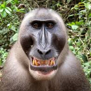 Demo Monke