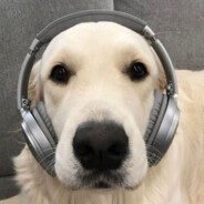 cachorro headphone