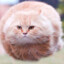 Ball_Cat