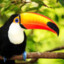 Toucan