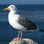 seagull