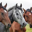 Horse with multiple personalitie