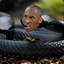 Black Mamba