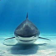 听说名字太长被追杀的时候躲树林会被发现