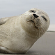 食带便了，大人