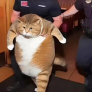 这个老6我真服了