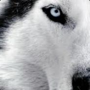 More* - steam id 76561197963196971